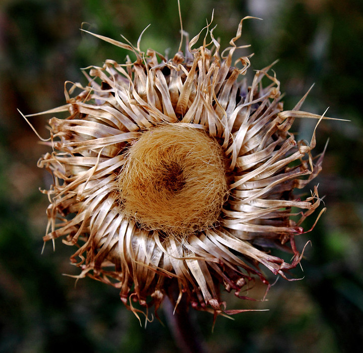Globe Thistle Revisited