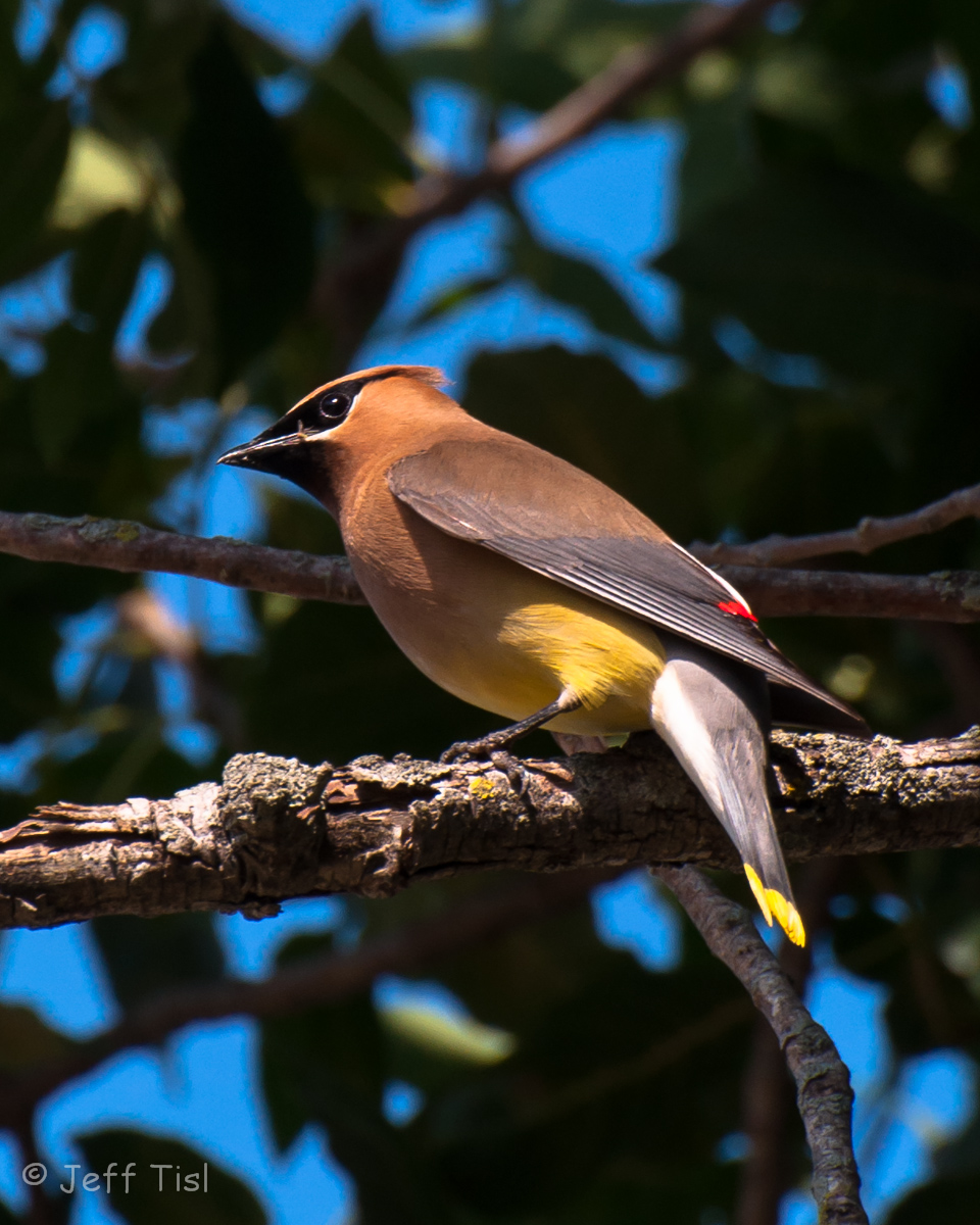 Cedar Waxwing