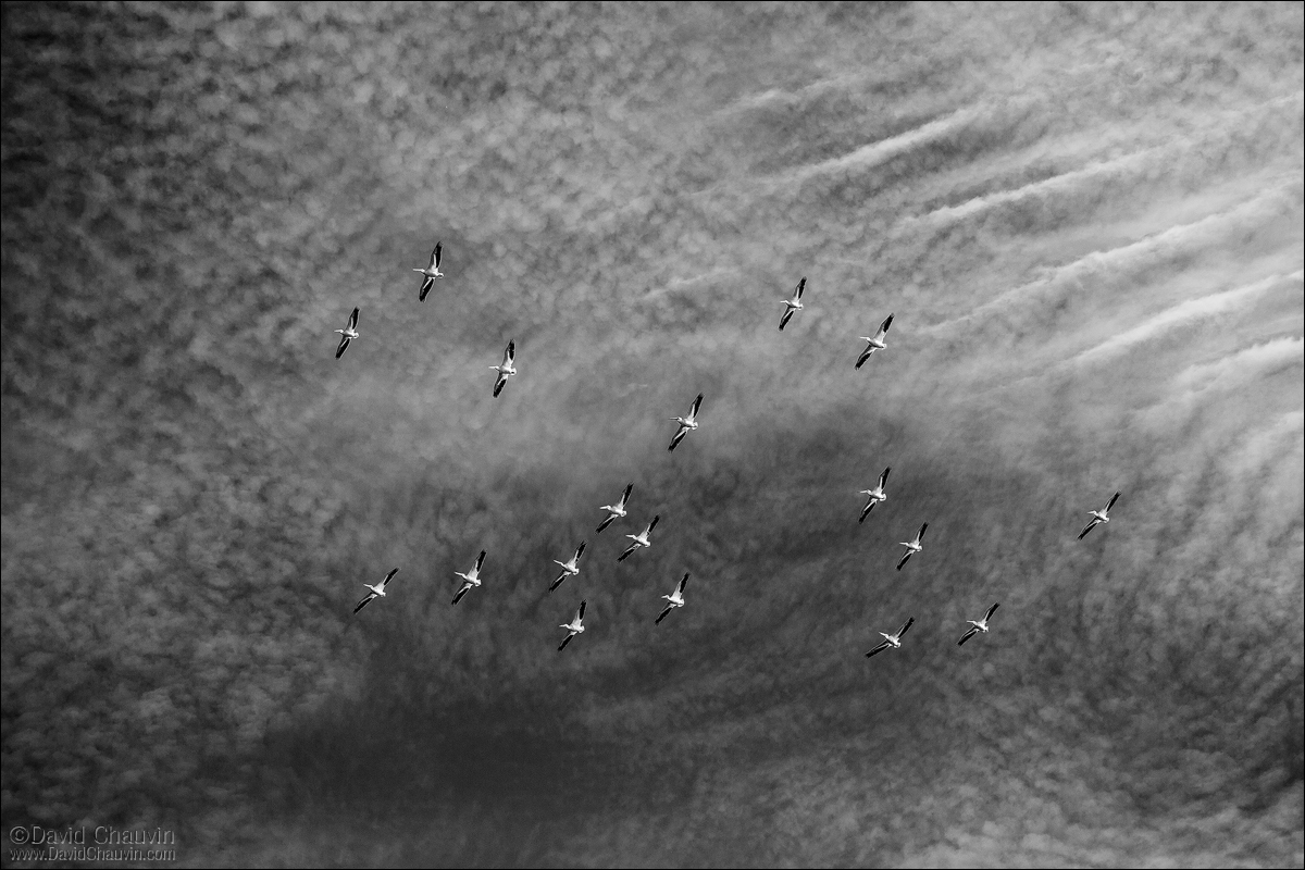 White Pelicans