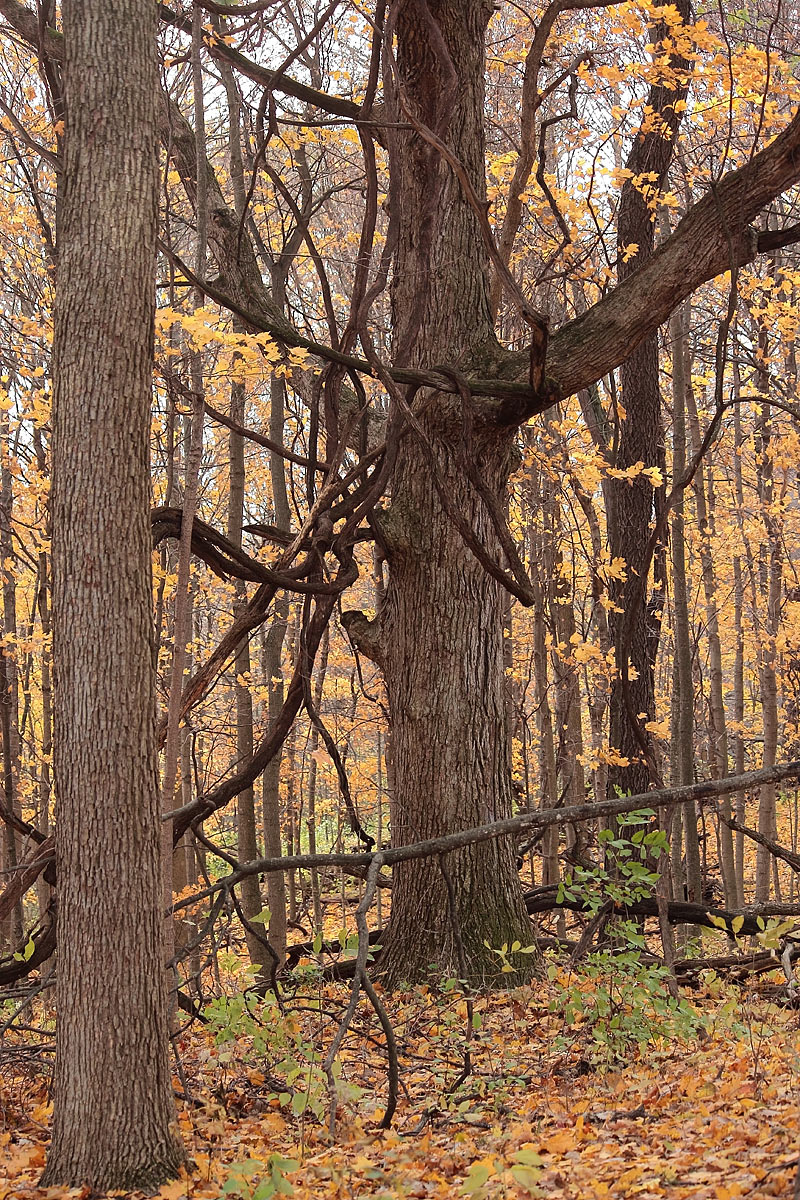 Vines