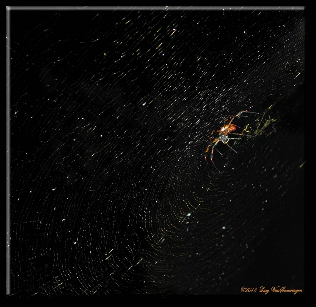 Web in the Spotlight