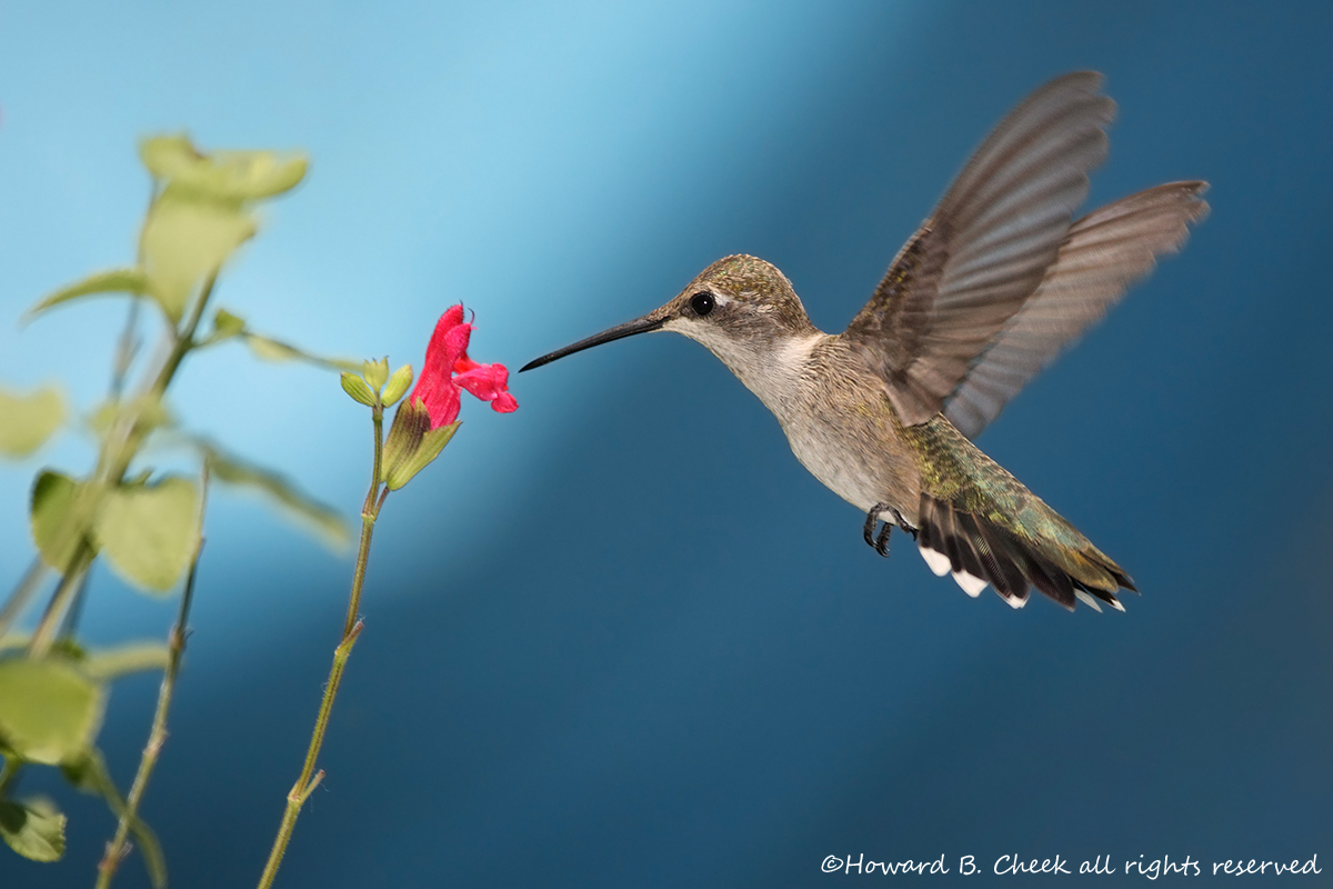 Hot Lips Hummer