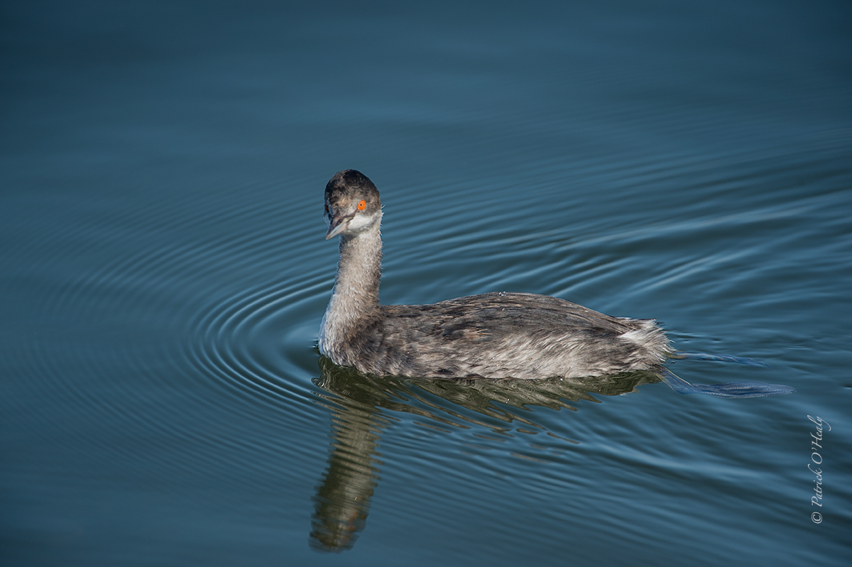 Horned Grebe