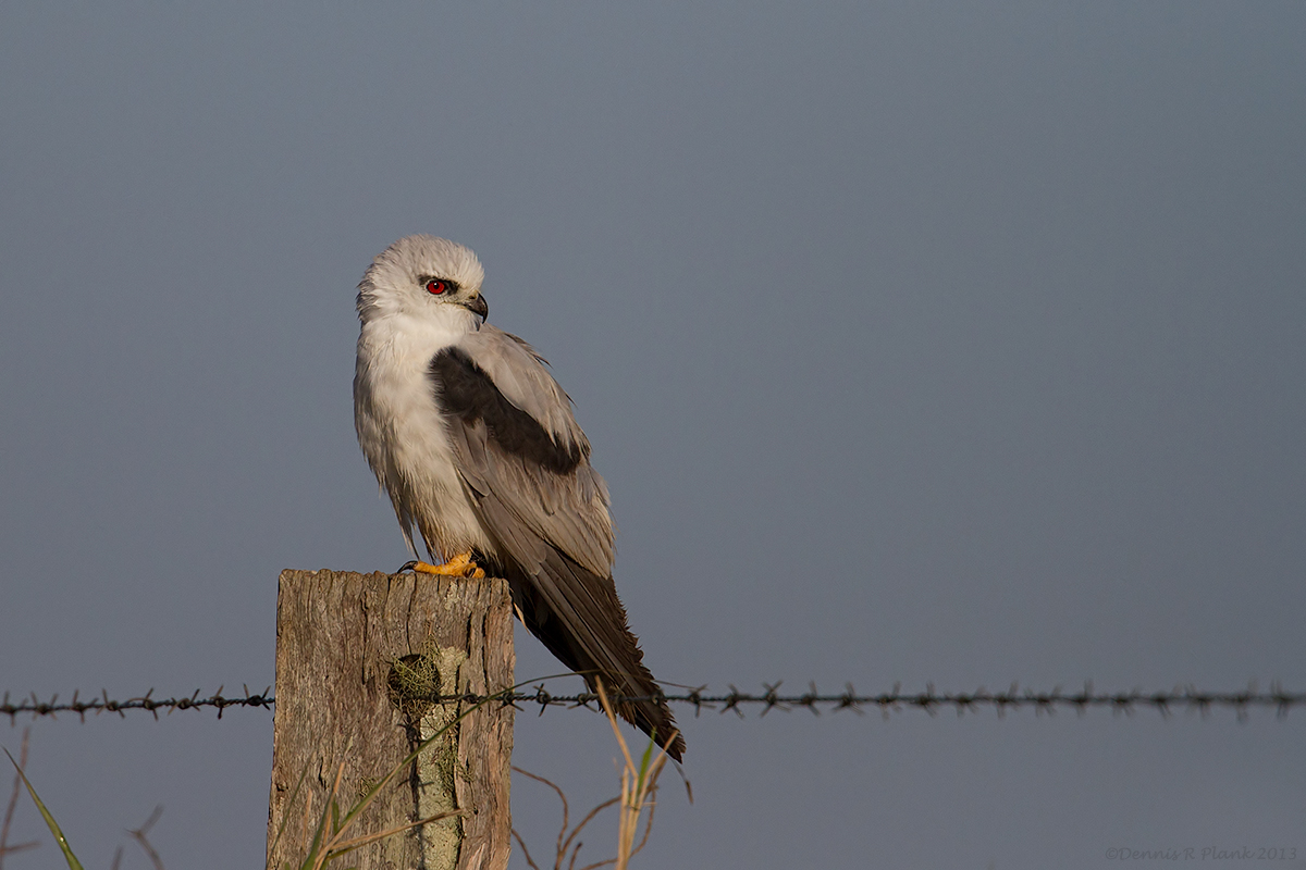 Black-shouldered Kite