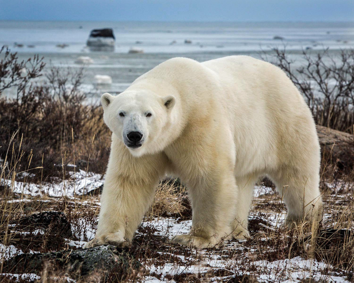 Polar Bear