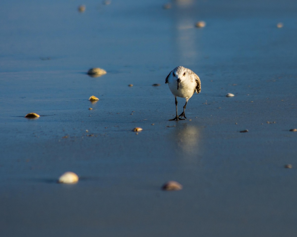 Sandpiper