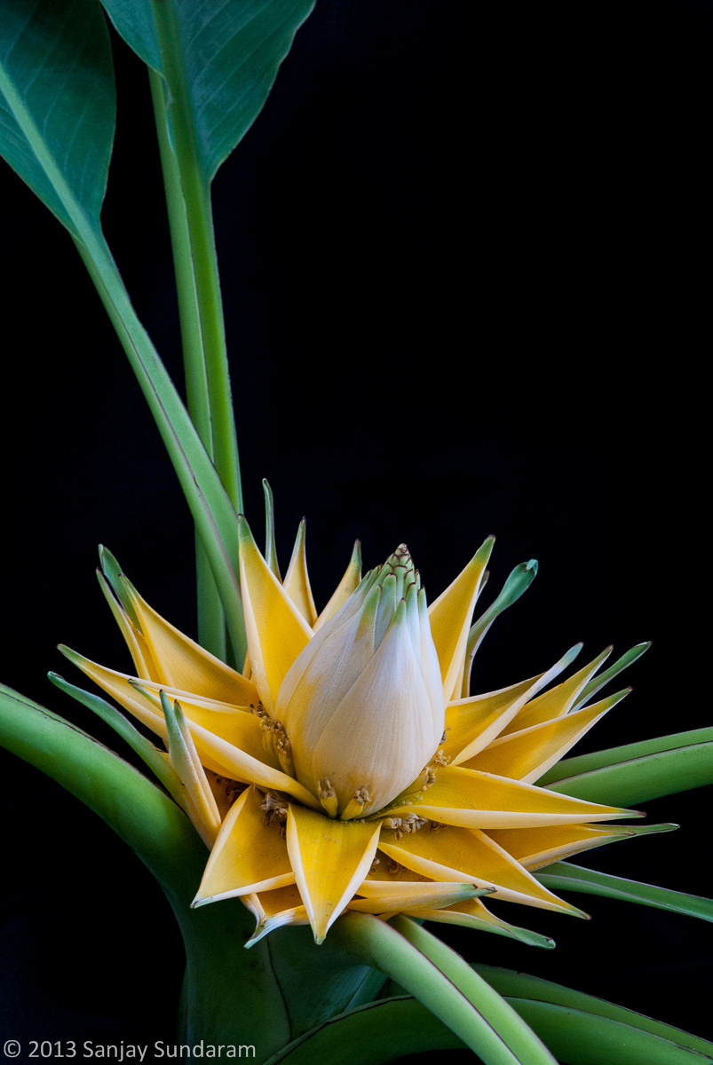 Golden Lotus Banana