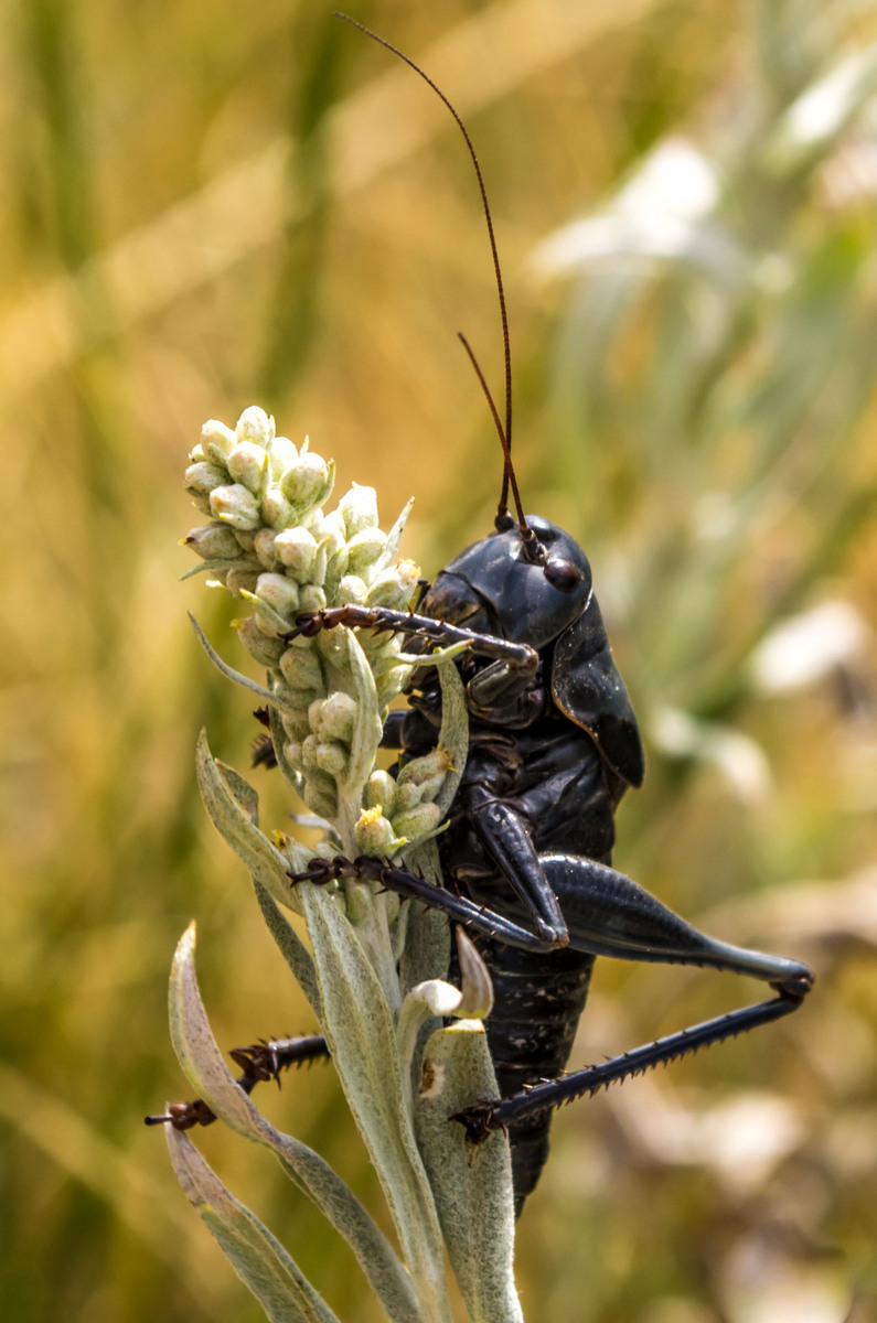 WC610 - Monster Cricket