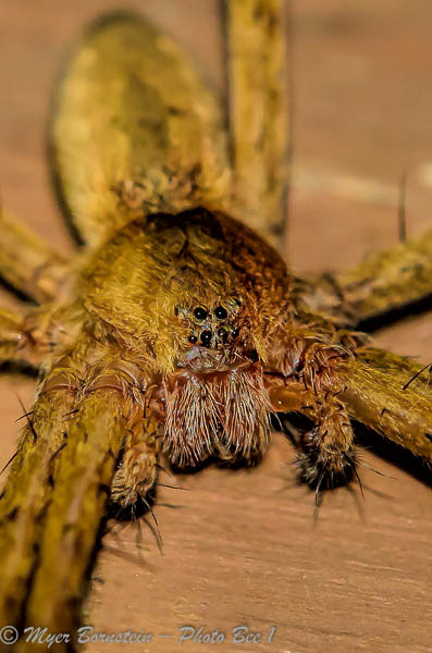 Wolf Spider