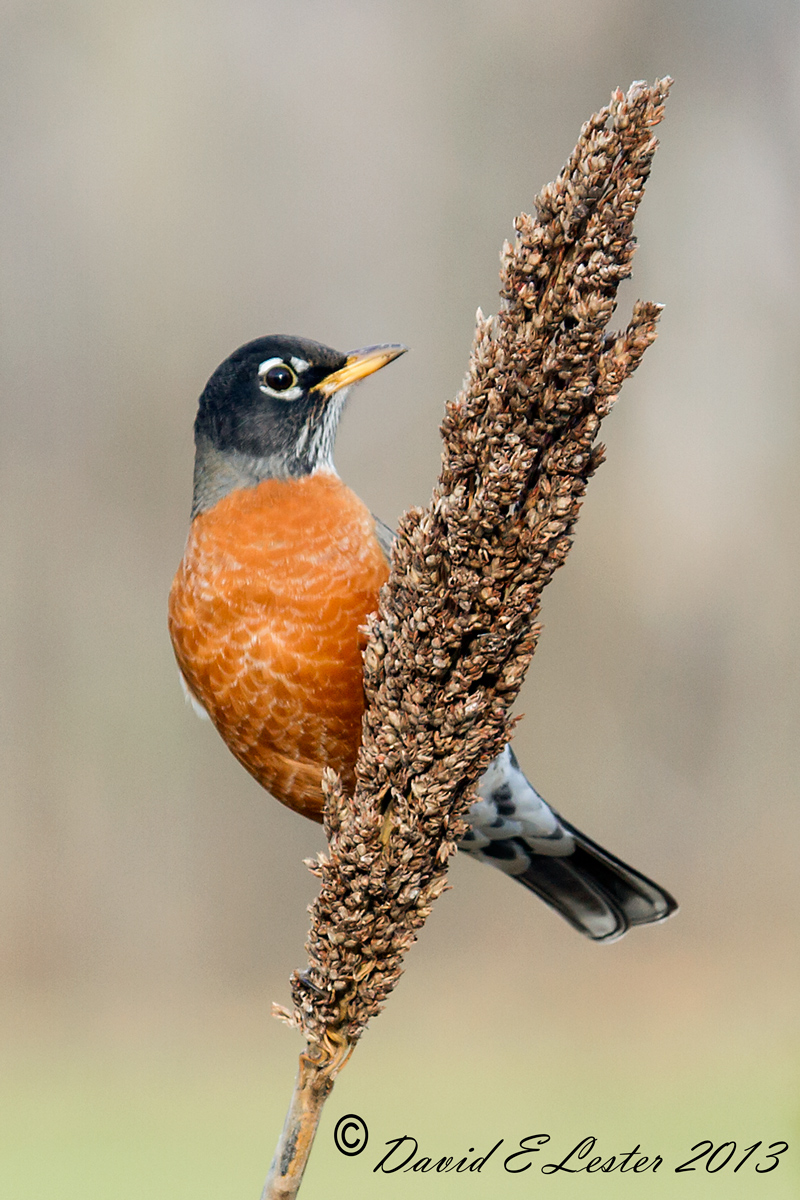 American Robin