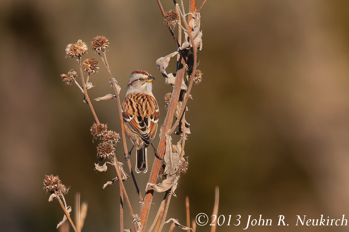 American Tree Sparrow