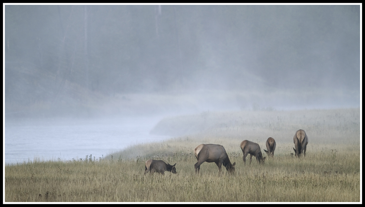 Madison River Elk