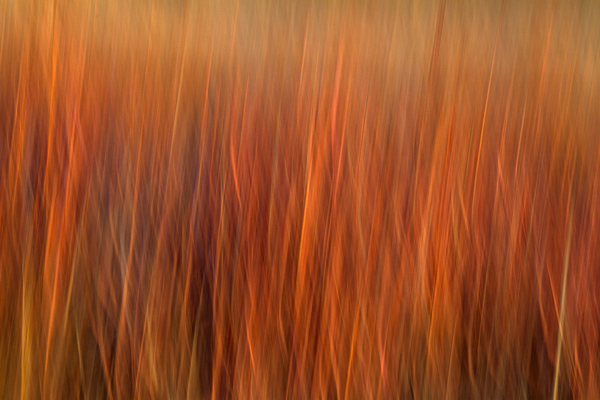 Grass Blur