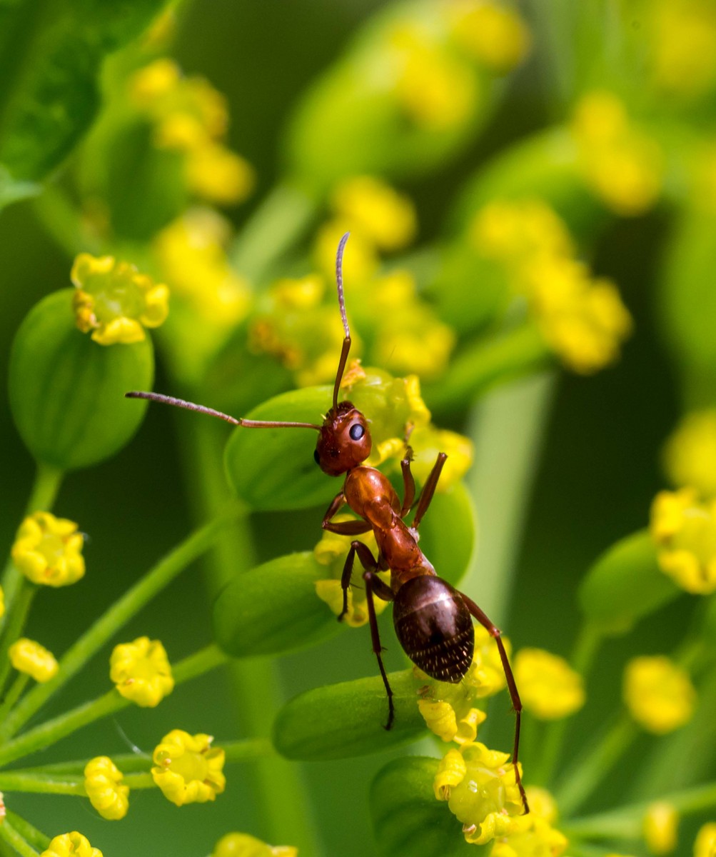 Climbing Ant/Repost 2