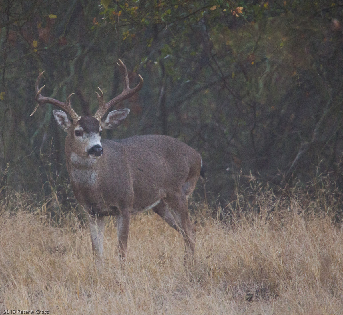 Early Morning Buck