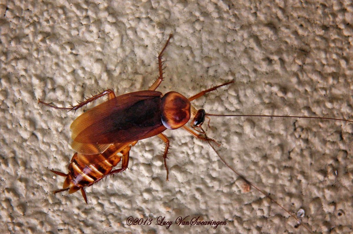 The Roach from Hell!