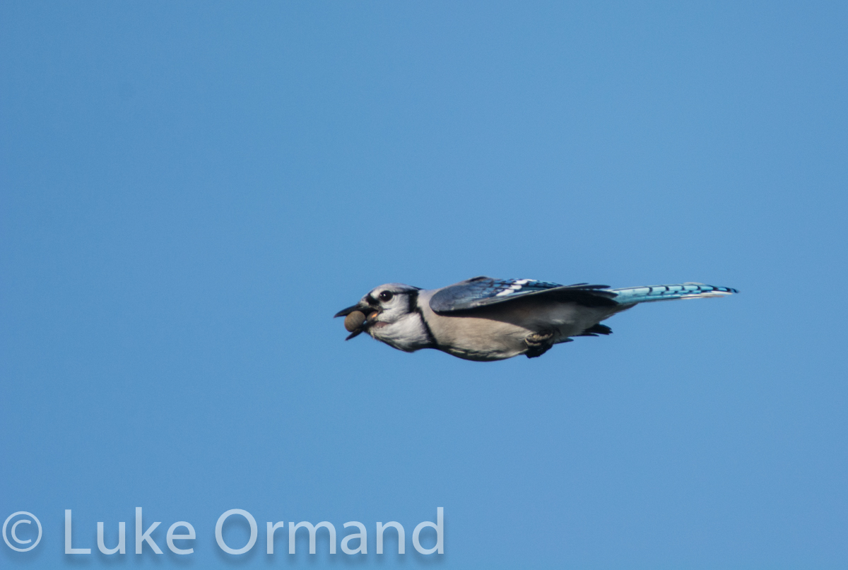 Nutty Blue Jay