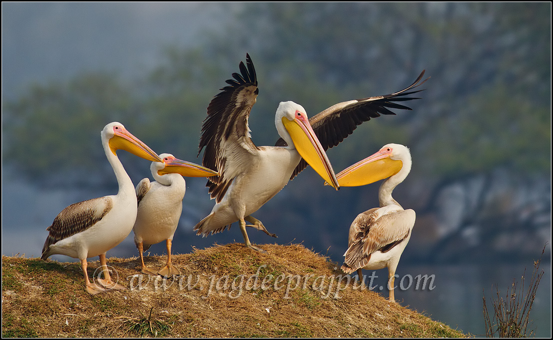 Rosy Pelicans on a mound