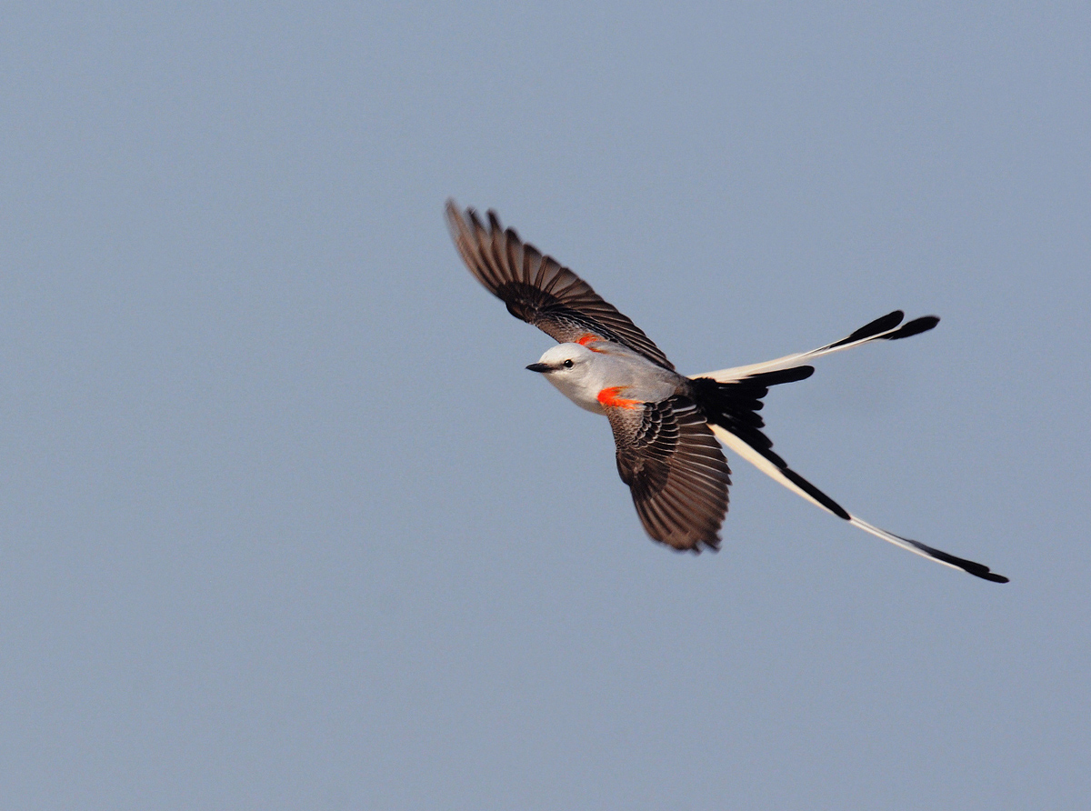 Scissortail in flight