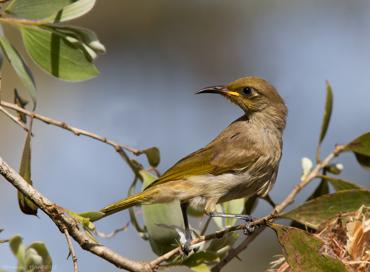 Brown Honeyeater