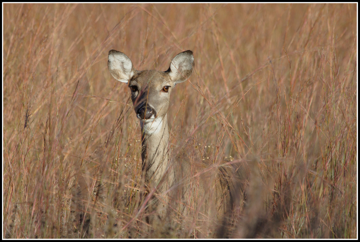 Inquisitive Doe