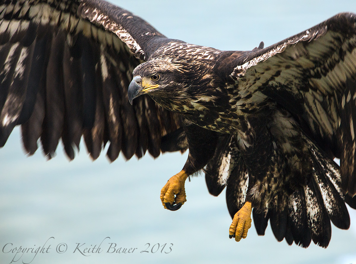 Immature Bald Eagle