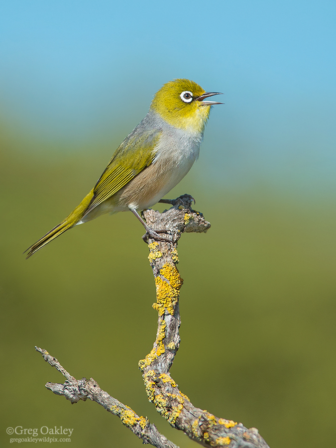 Silvereye