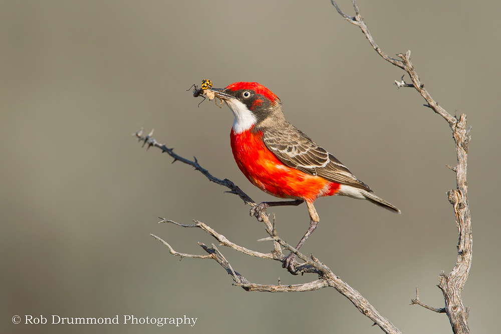 Crimson Chat