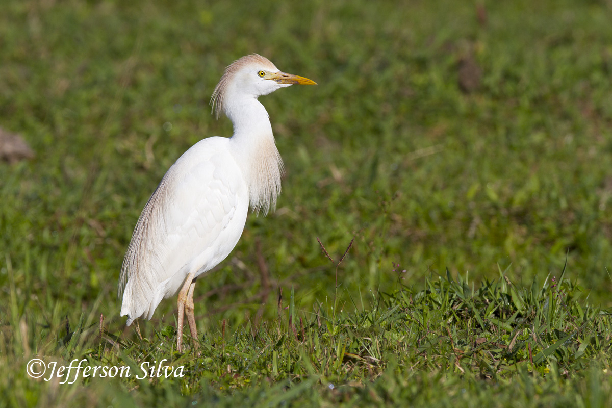 Cattle Egret