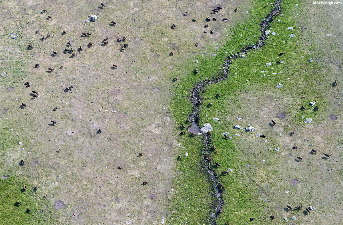 Yellowstone Bison