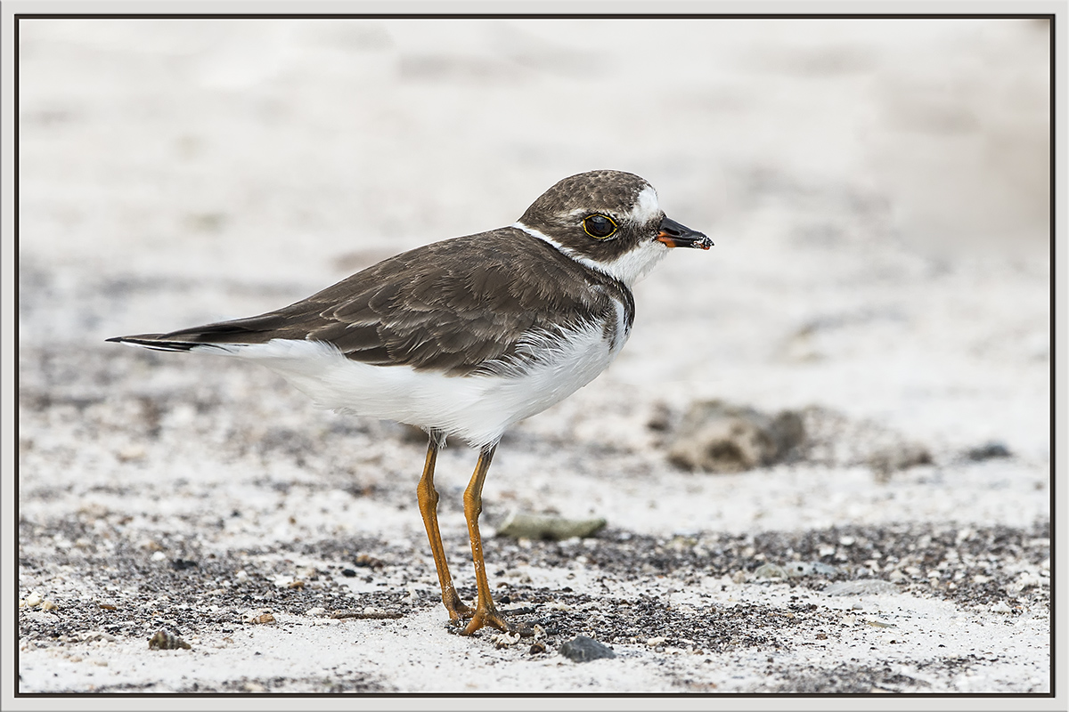 Semi-Palmated Plover