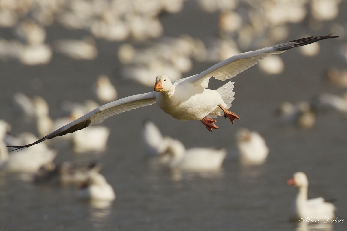 Snow Goose 2