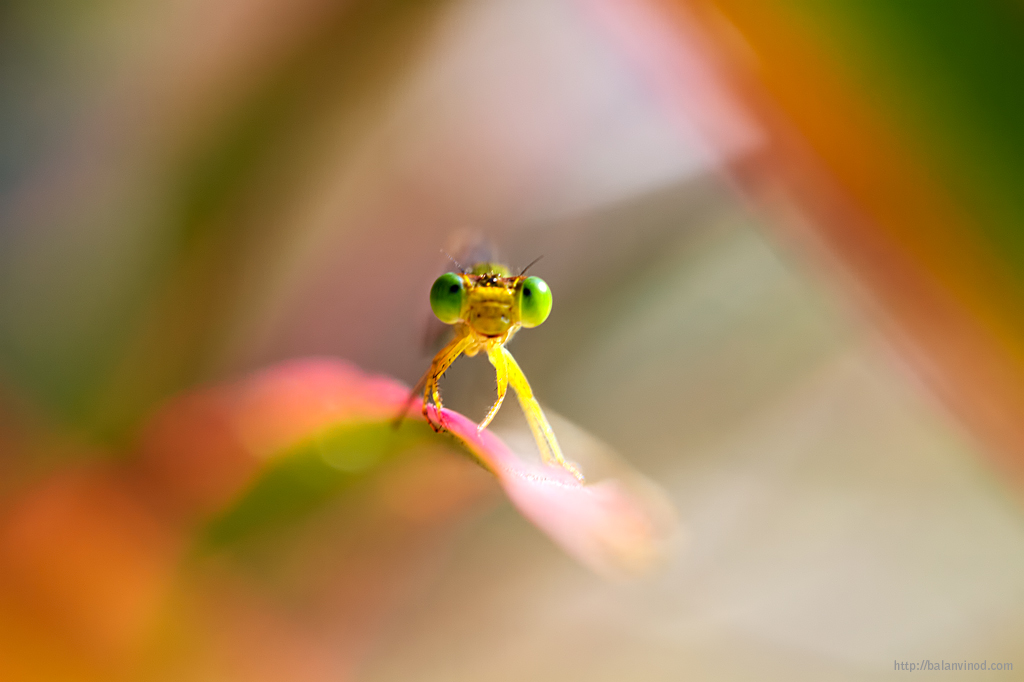 That Damsel