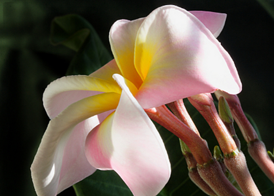 Sun on Plumeria 