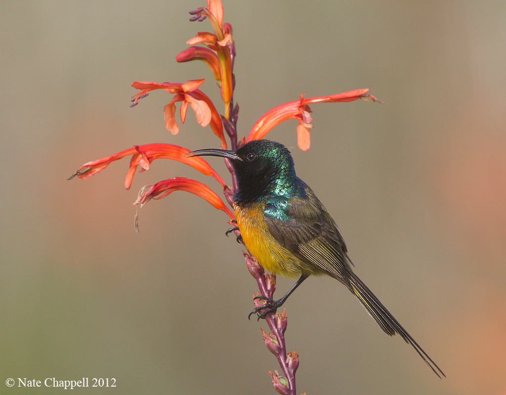 Orange-breasted Sunbird
