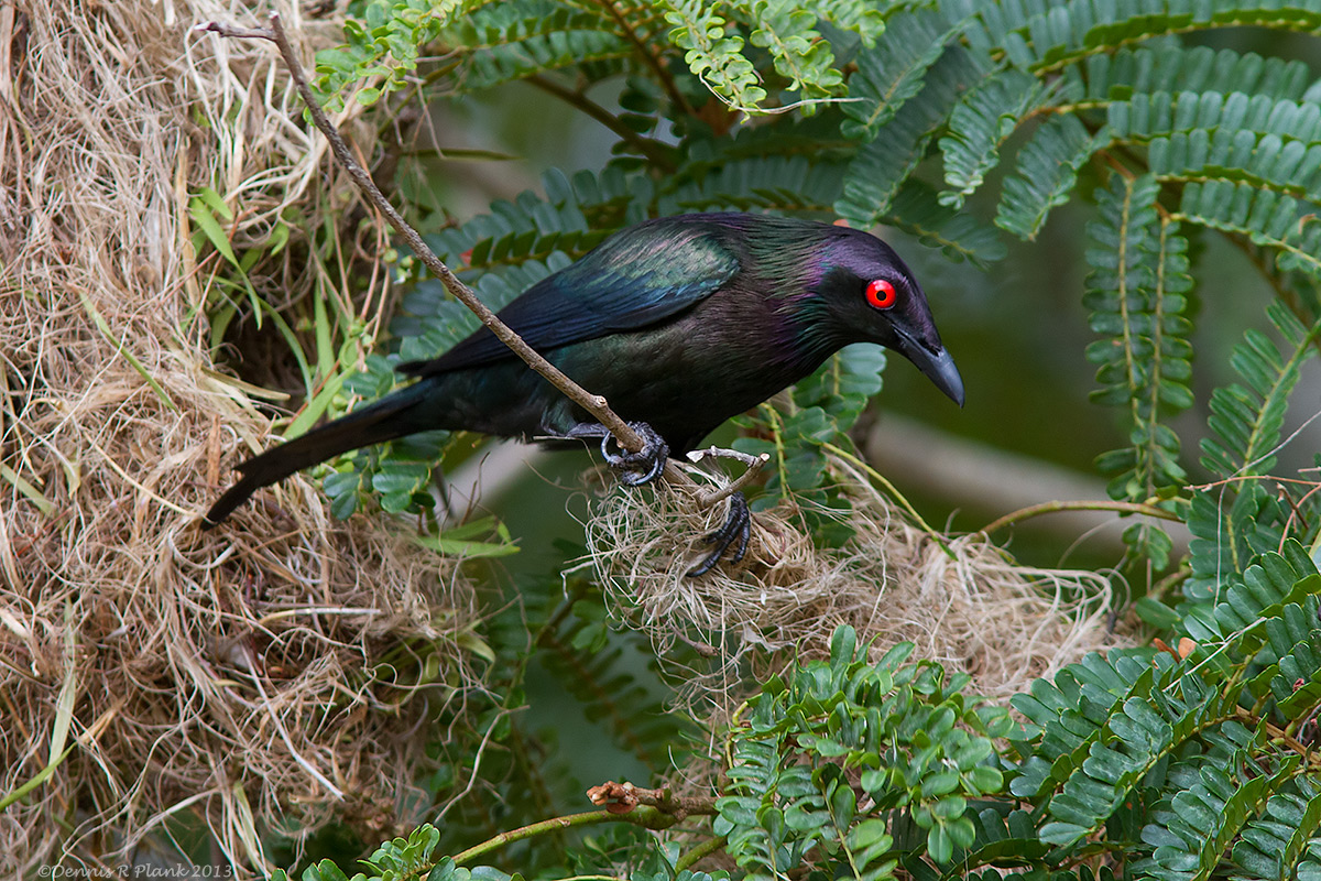 Metallic Starling