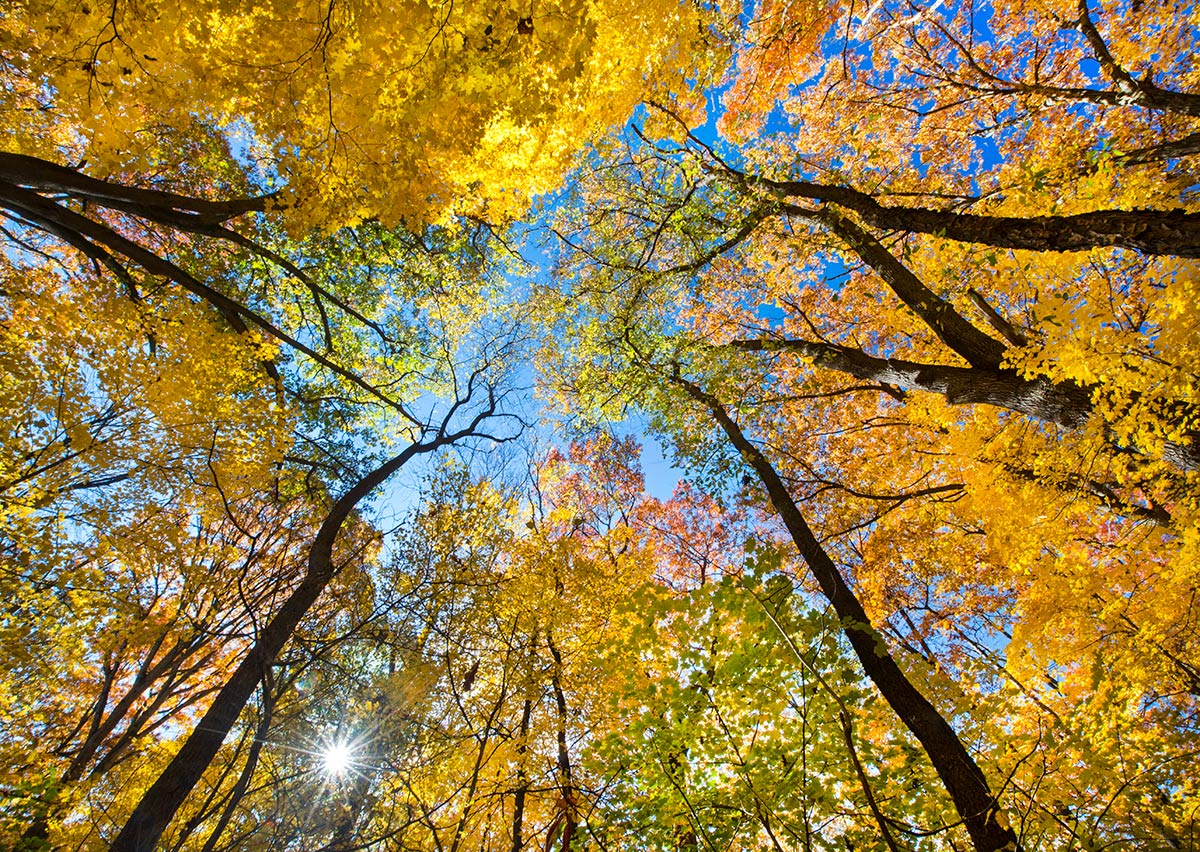 Maple Glory 2