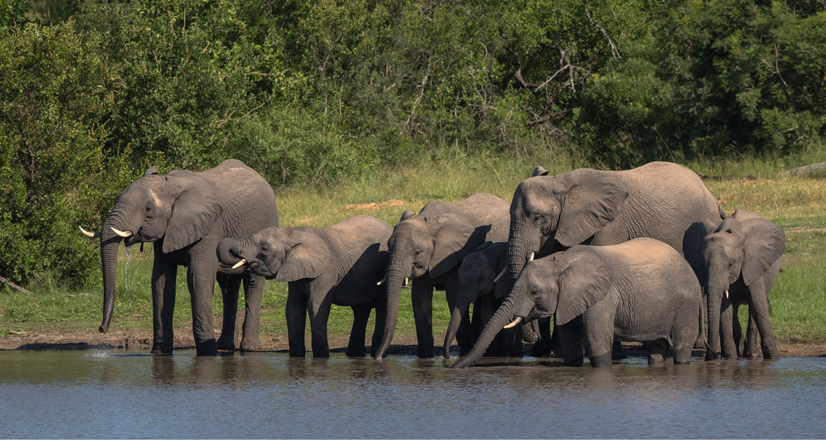 The Elephants