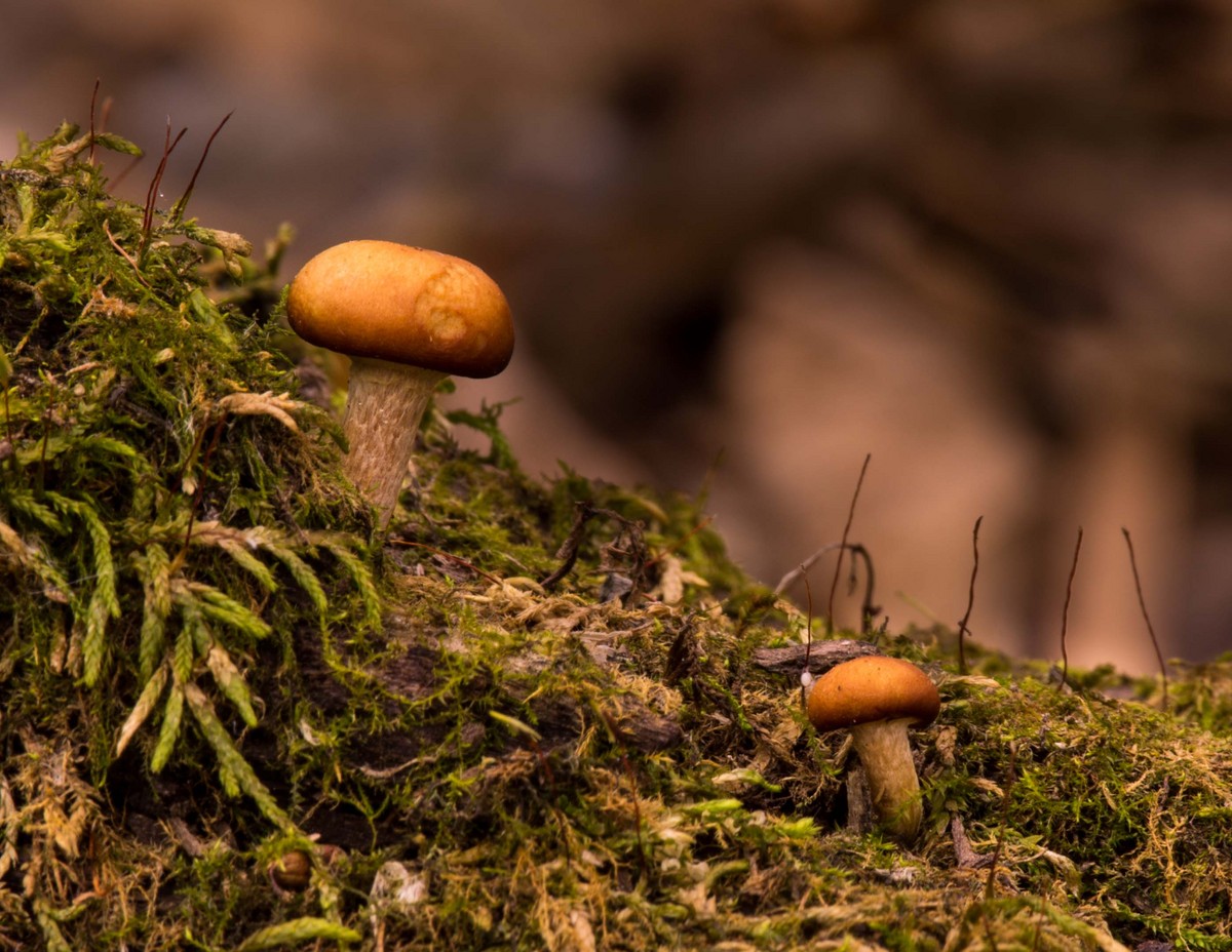 Mushrooms and Moss
