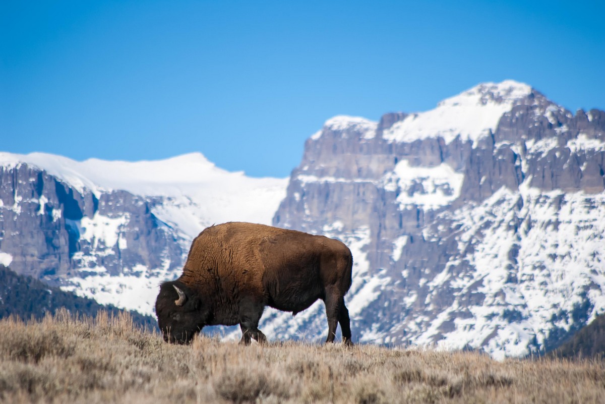 Grazing Bison