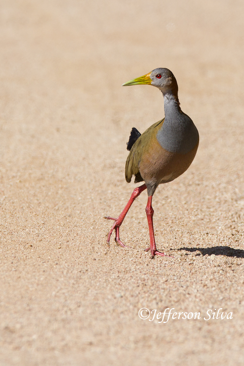 Giant Wood-Rail