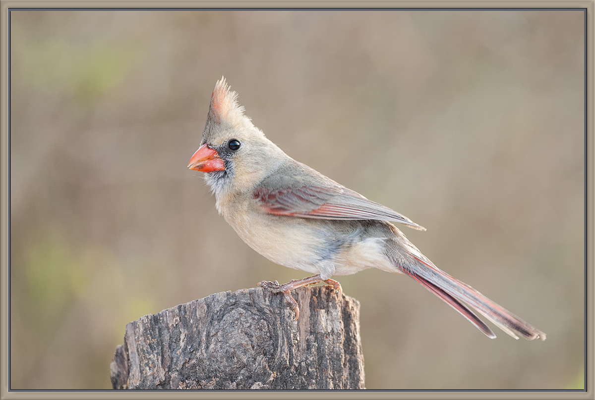 Cardinal
