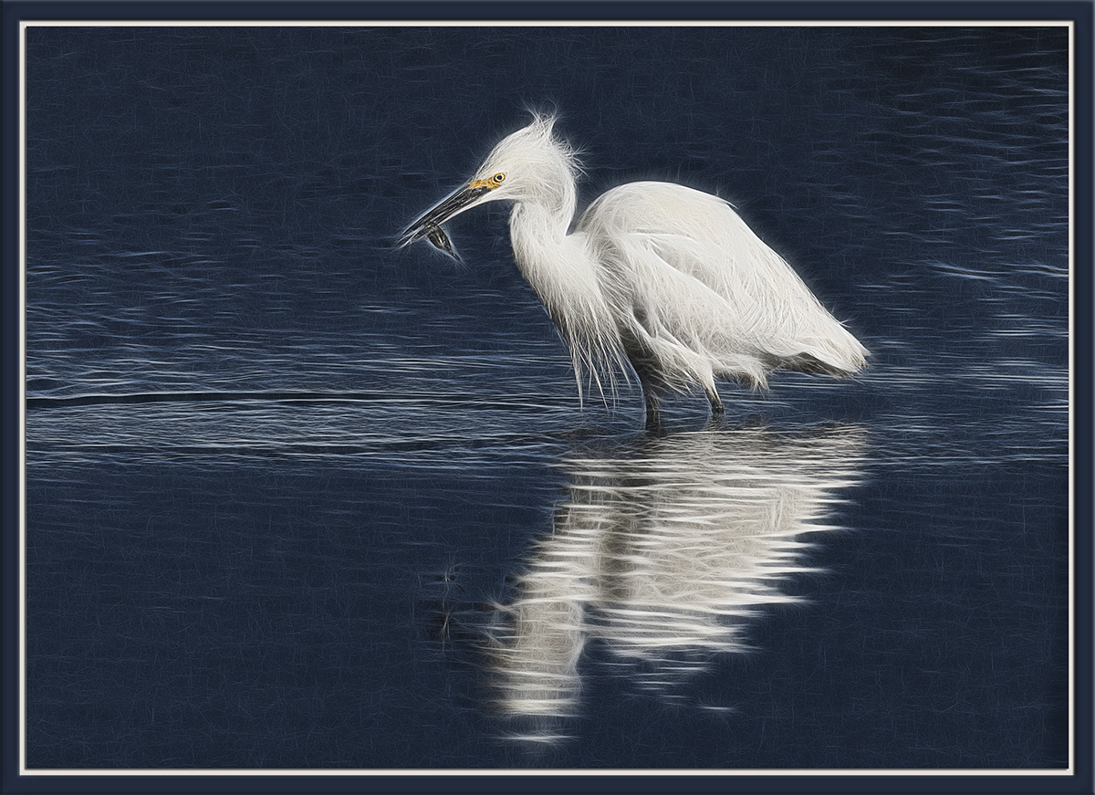 Egret, Fracted
