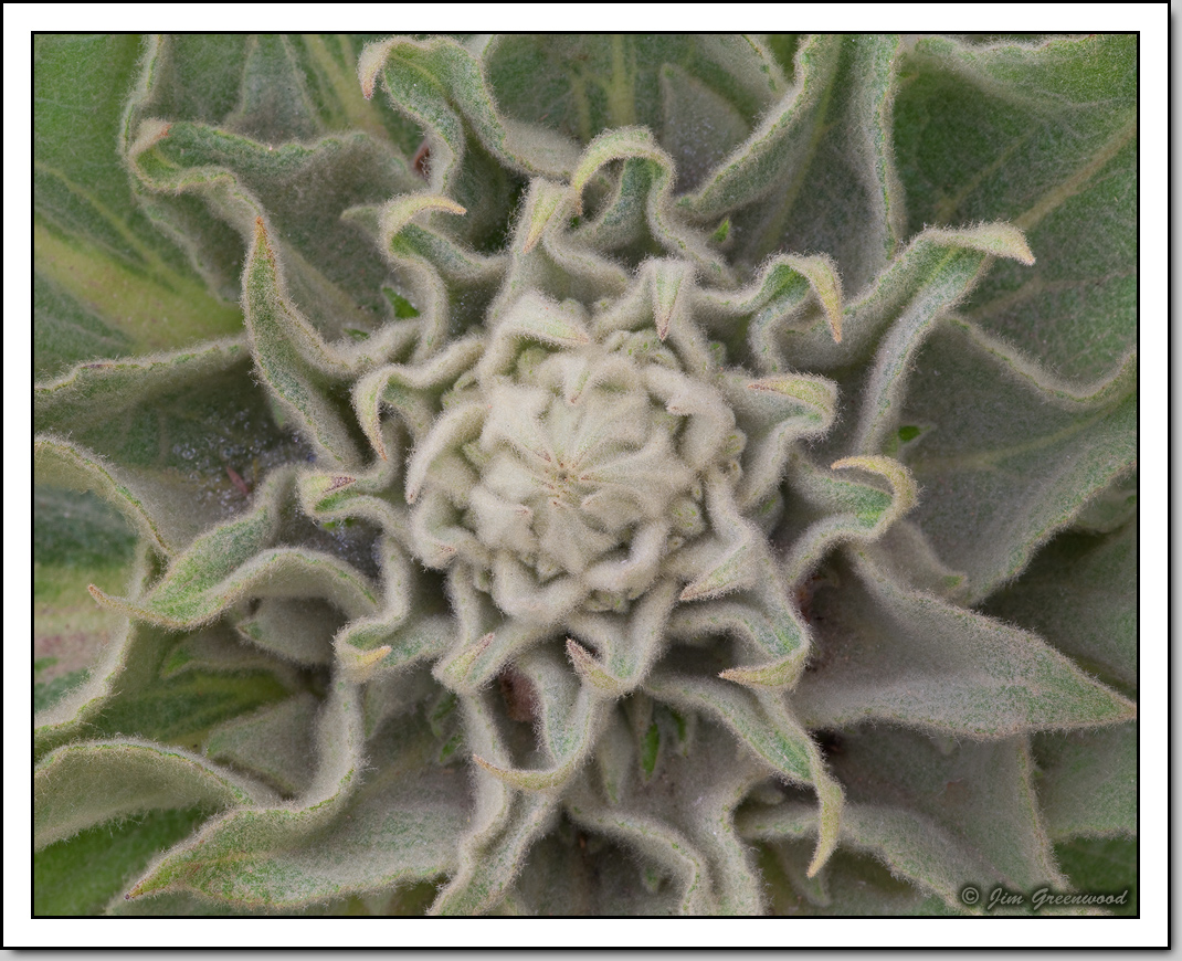 WC #611 - Wooly Mullein