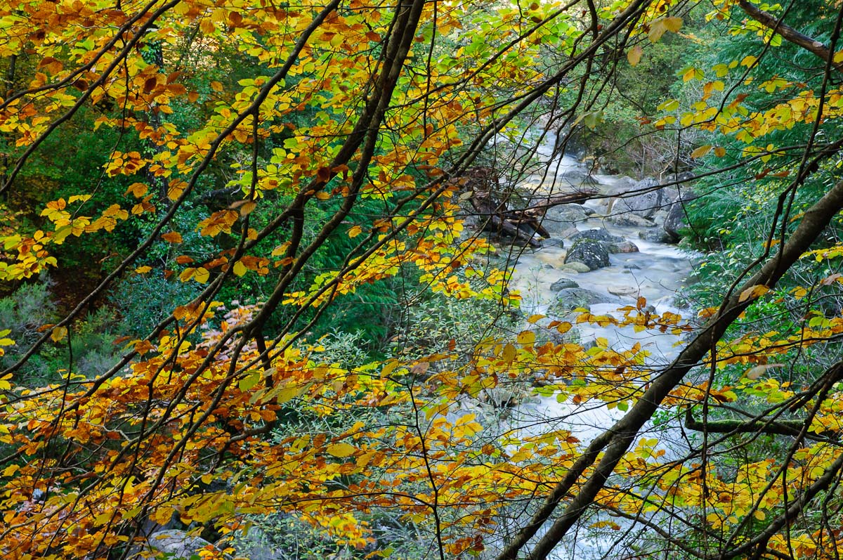 Window for Autumn