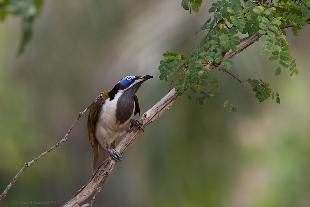 Blue-faced Honeyeater & repost