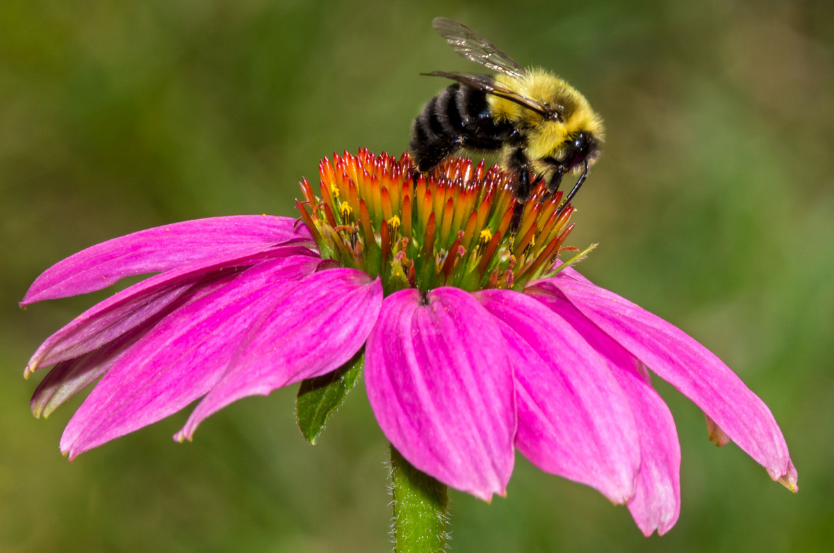 Bumble Bee/Repost