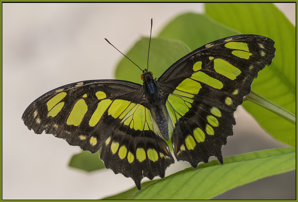Malachite Butterfly