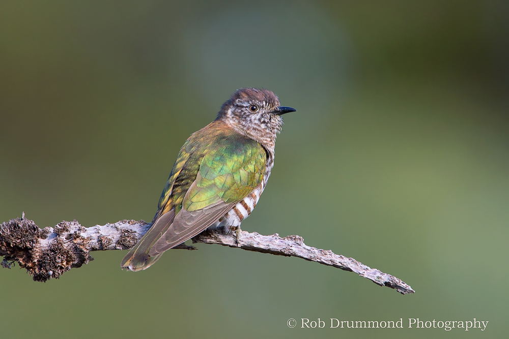 Shining Bronze-cuckoo