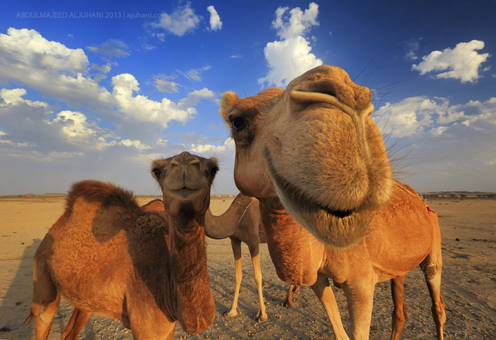 Camel Smile